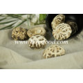 White Flower Mushroom Export to Southeast Asia